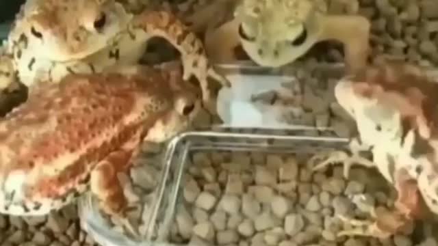 Frog fastest eating | haha funny videos clip