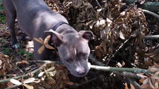 Maya eating branch