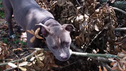 Maya eating branch