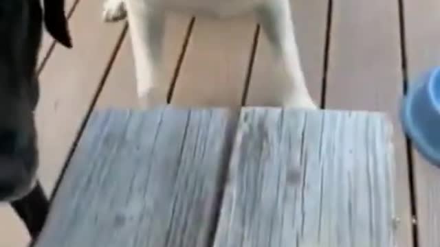 Funny Pet Animals Videos