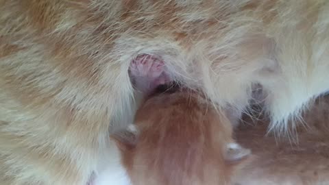 #kittens #catsofinstagram #cats #cat #kitten #kittensofinstagram Ep5