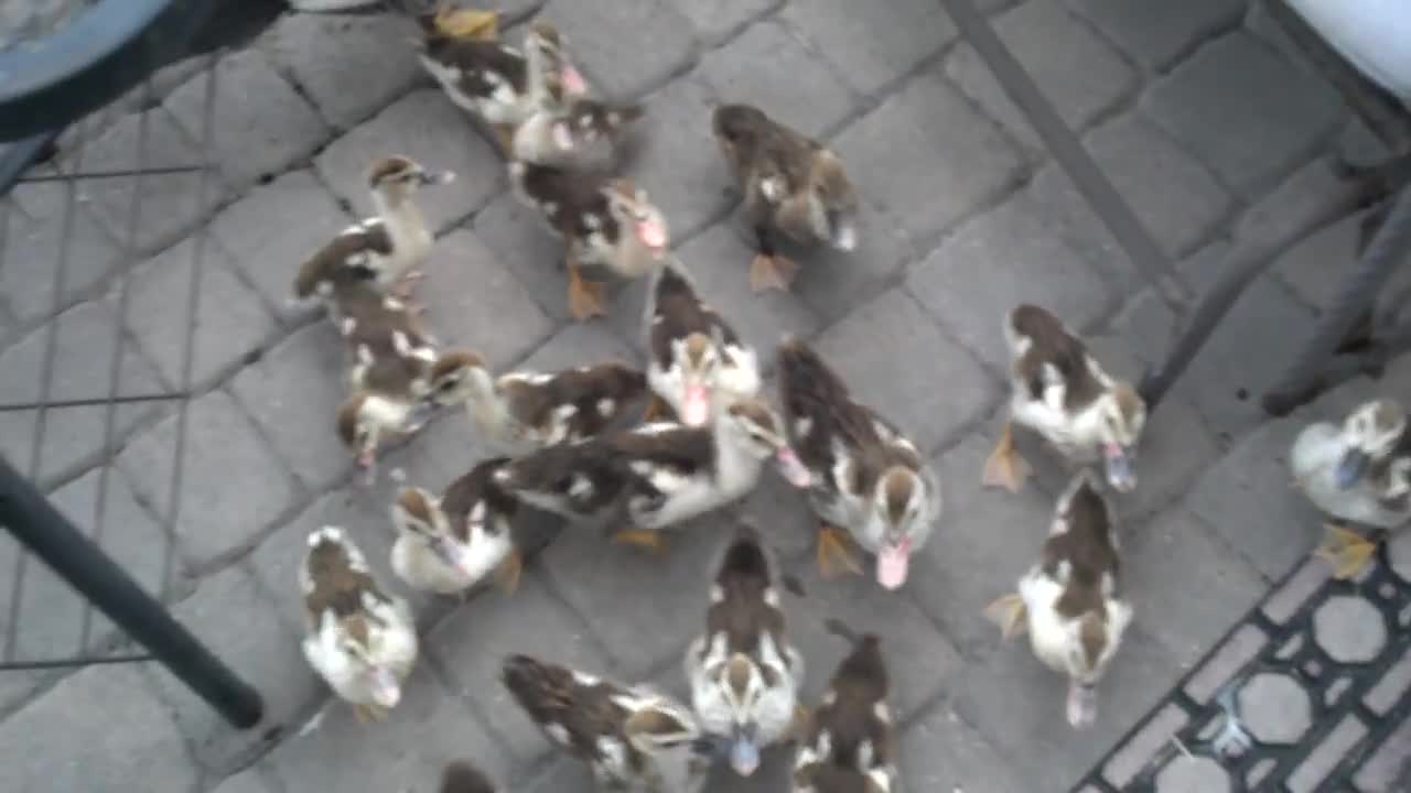 Baby ducks following me