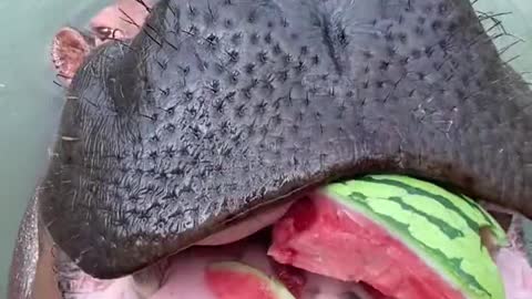 Hippo eats delicious big watermelon