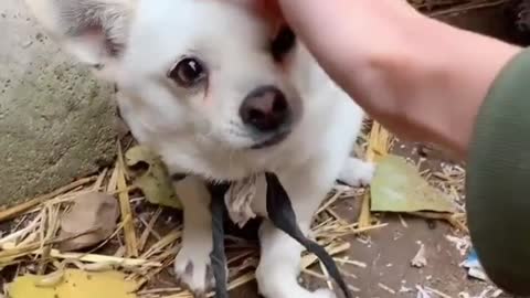 White puppy