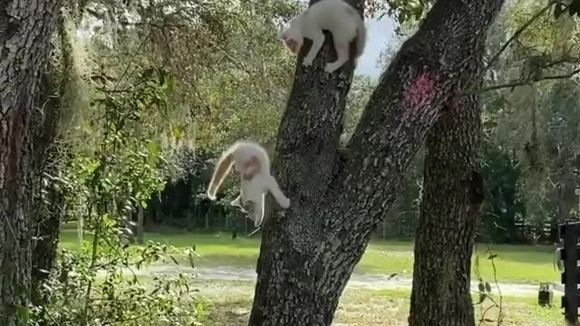 Barn Cats