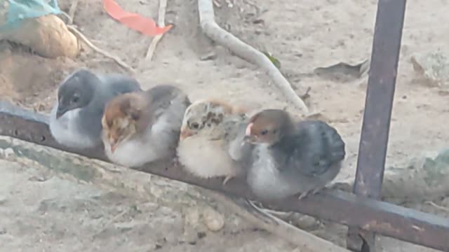 mother hen protects chicks