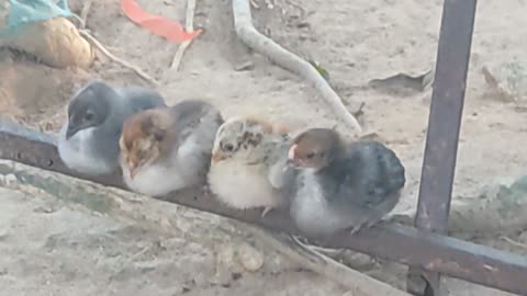 mother hen protects chicks