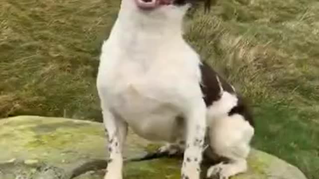 Storm ciara #dog #storm #wind #Shorts