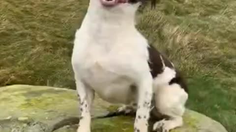 Storm ciara #dog #storm #wind #Shorts