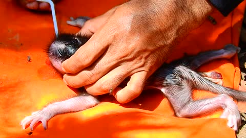 Rescued Newborn baby Monkey mother left him on ground