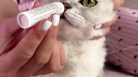 Нow to clean the ears and eyes of a cat