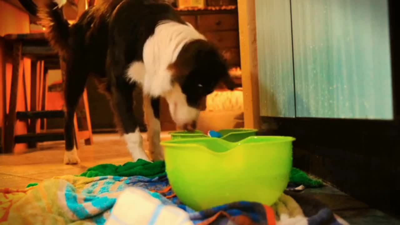 # FUNNY DOG🐶🐶🐶Best of all funny videos of 2021.....🤣😂😂