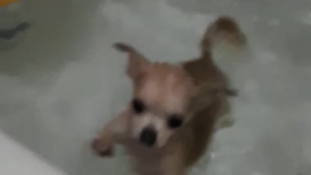 The dog is bathing