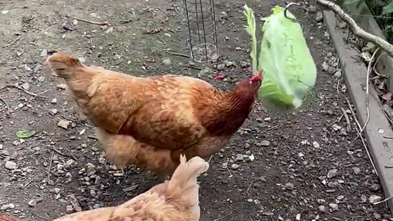 The strange chicken eats vegetables😂😆😆