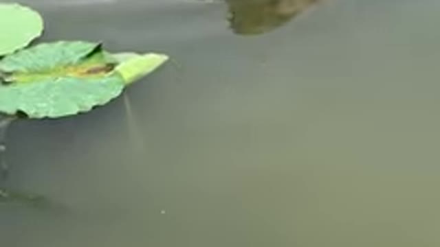 I caught big turtle/amazing video/fishing video