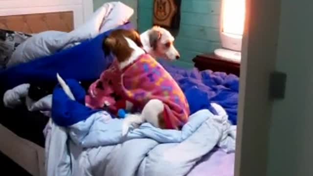 O CALOR ATRAI ATE OS PETS