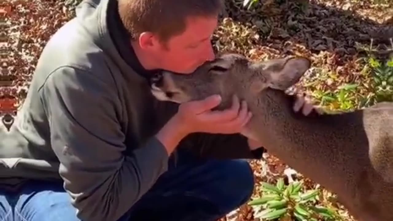 The man rescues a baby deer hit by an arrow