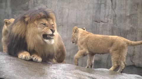 Lion cub playing with dad