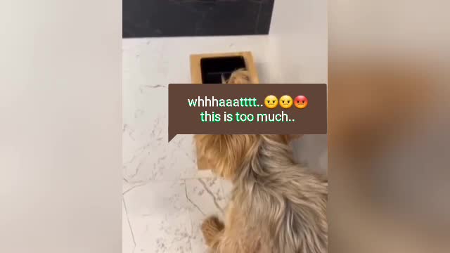 Dinner prank with doggo.