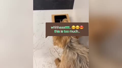 Dinner prank with doggo.
