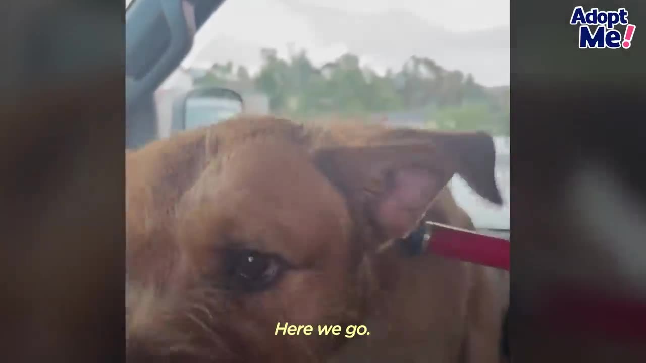 Puppy Abandoned In A Tornado Is So Happy To Be Rescued |