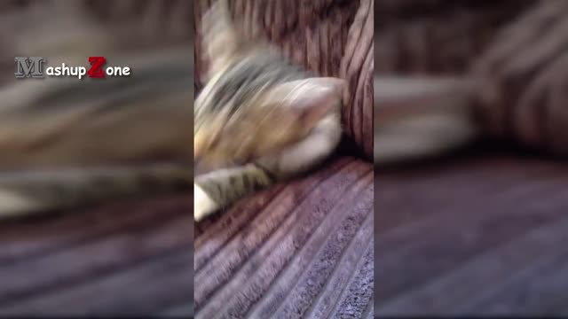 Funny Cat Videos