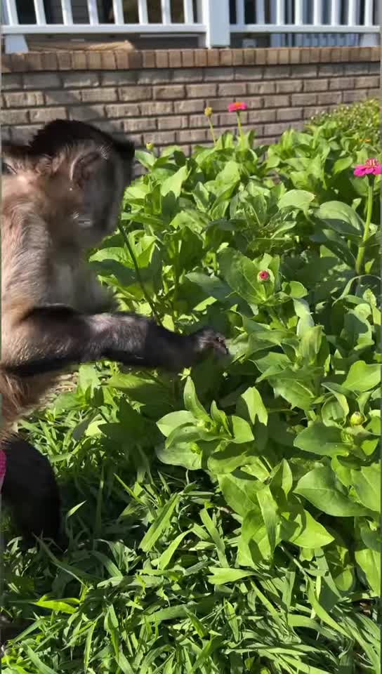 Good Morning Gardening!