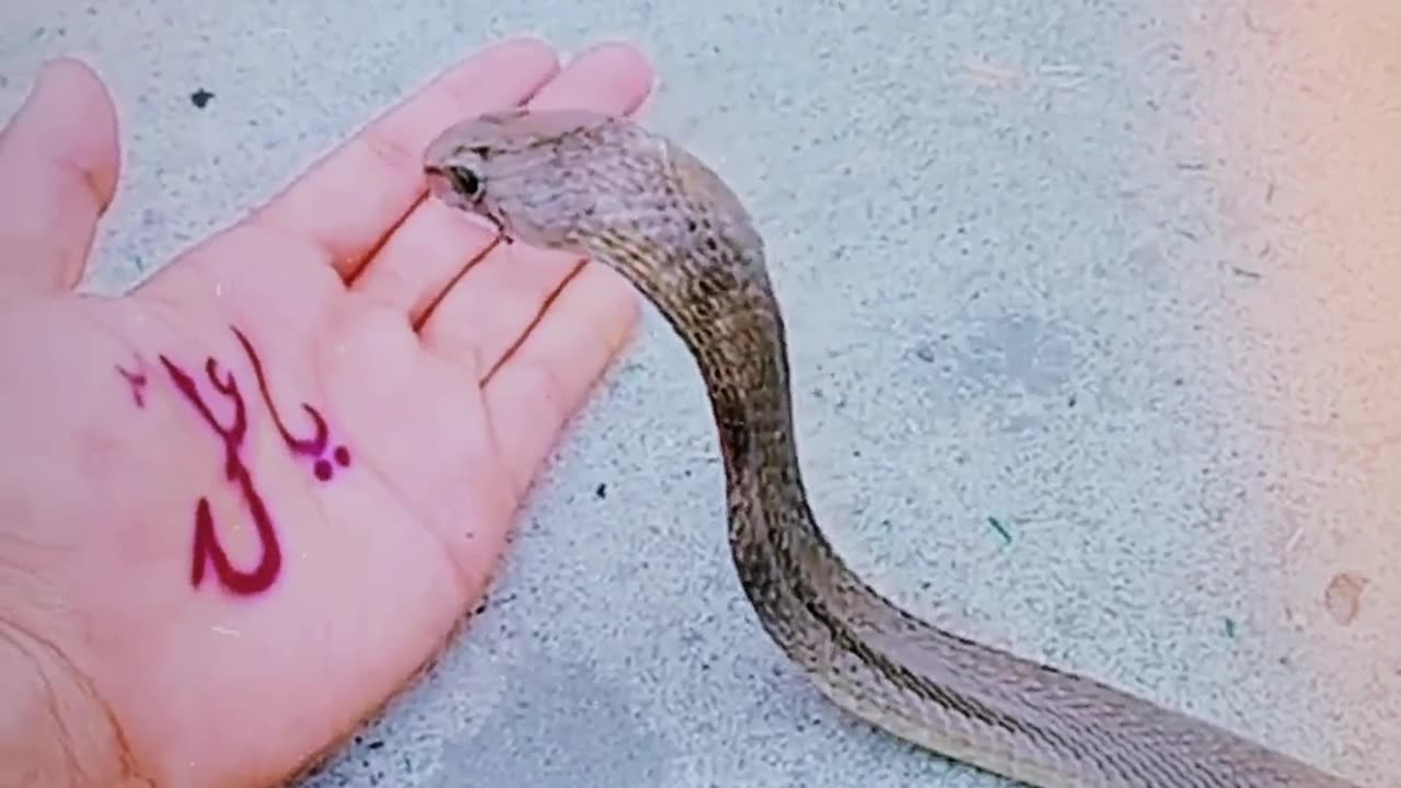 Ali ki takat