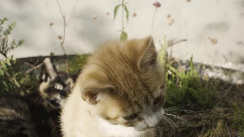 An Adorable Red and White Kitten_An Adorable Red and White Kitten