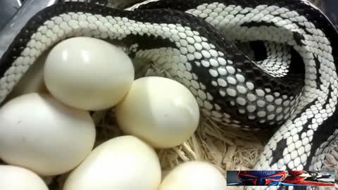 Snake giving birth by eggs