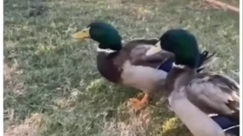 🐧🐶Best Cute Funny Animals Videos 2022😍