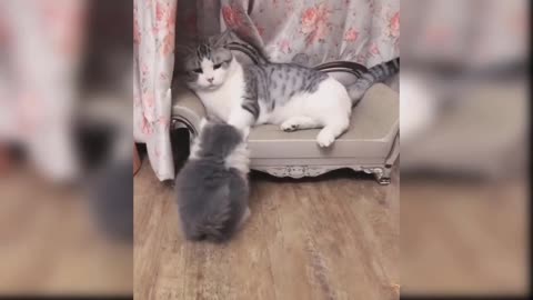 Cute - Very Funny Video.