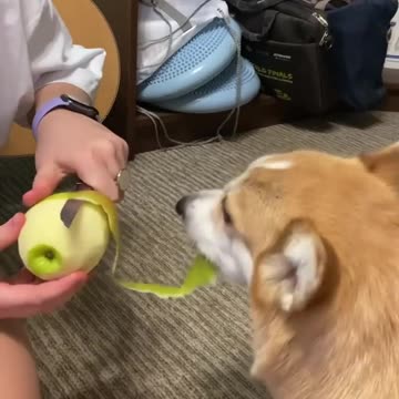 Doggy garburator 😍😍😍