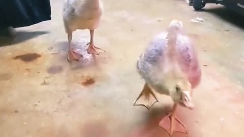 Funny ducks chasing the cat