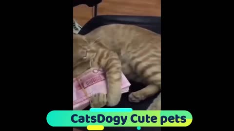 Funniest cats and dogs video