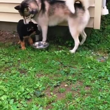 Funny pet video 2022