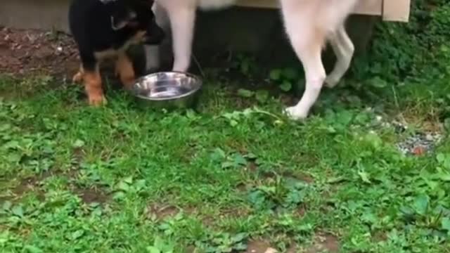 Funny pet video 2022