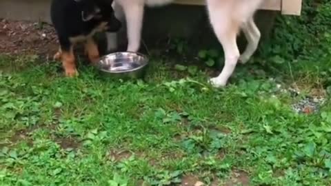 Funny pet video 2022