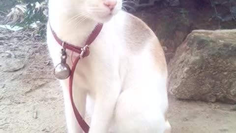 Cute White Cat Looking for Hunting