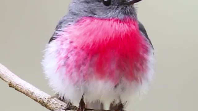 Best bird of world|cutest bird singing