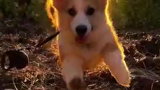 Beautiful Corgi runs at forest