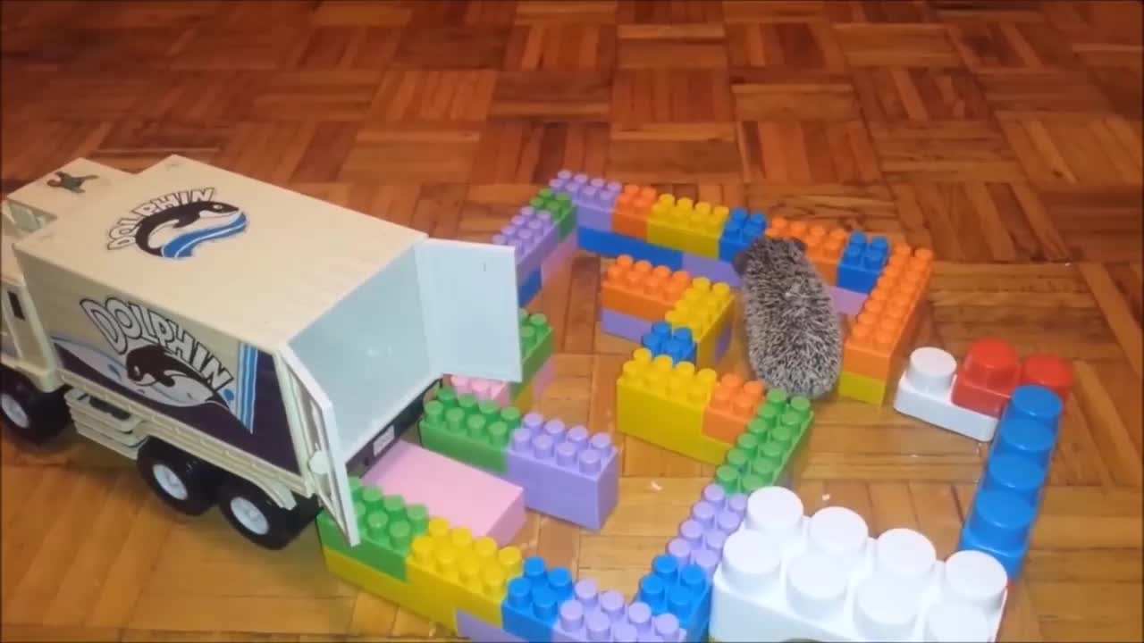 Cute Funny Baby Hedgehogs Compilation - Cute Moments