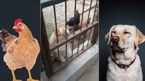 Funny Dog Fight Videos - Chicken VS Dog Fight