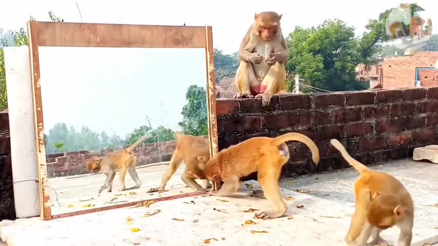 Funny 🤣😝reaction by monkeys /mirror reaction /funny 😜scene