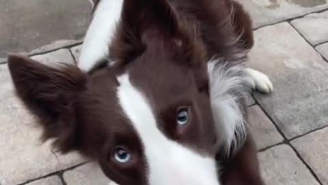 The squeakiest dog you’ll ever see