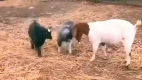 Funny animals 😄hub, funny animals dancing 💃😄, funny animals fighting 😄