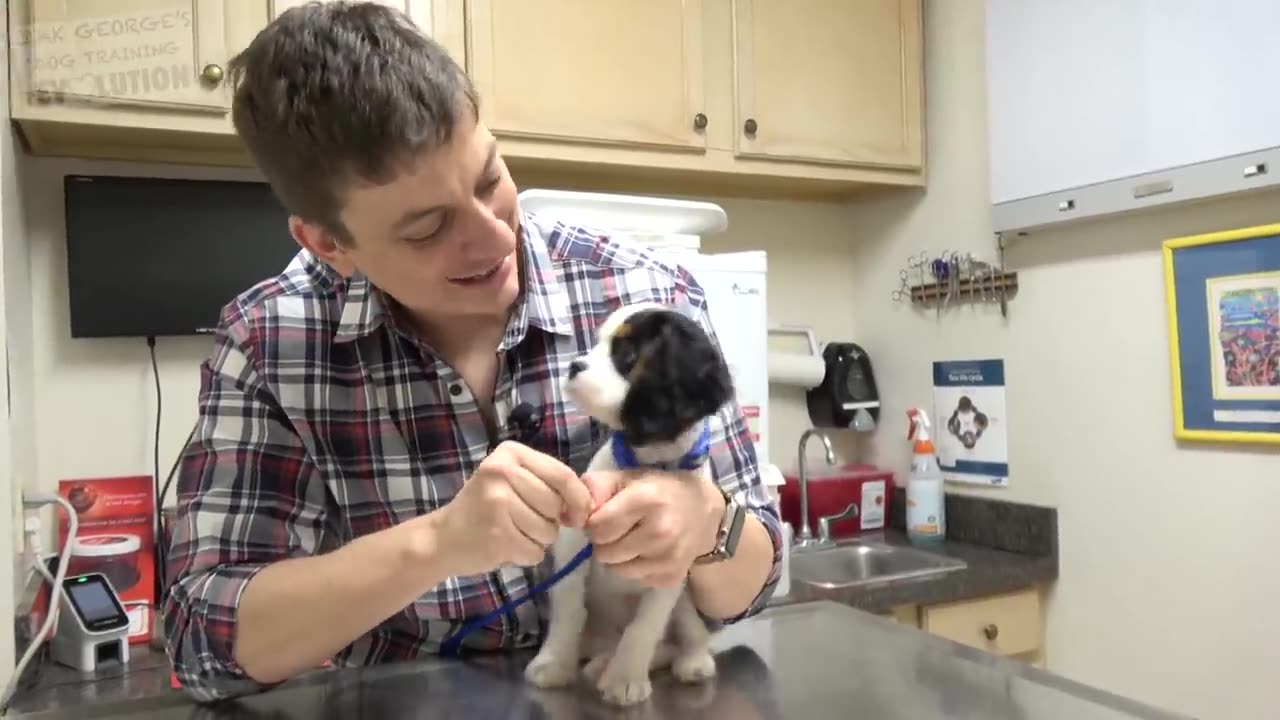 How to Train your Puppy to Love the Vet!