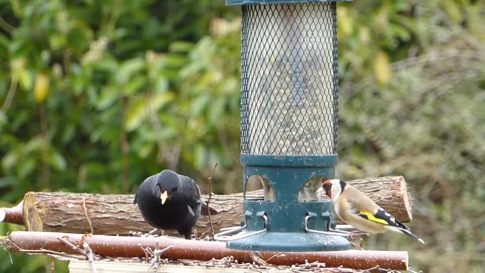 zoo-aquarium-exhibit-penguins-fish