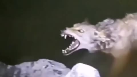 Cute animal behavior makes you happy