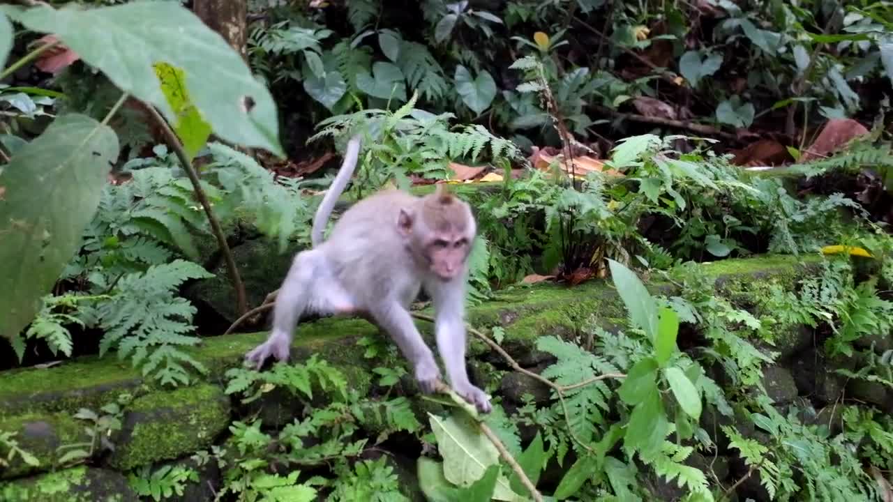 Funny little monkey on the branch